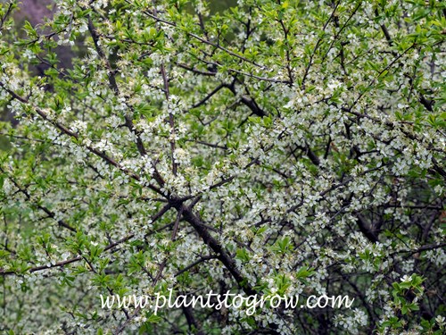 Prunus spinosissima